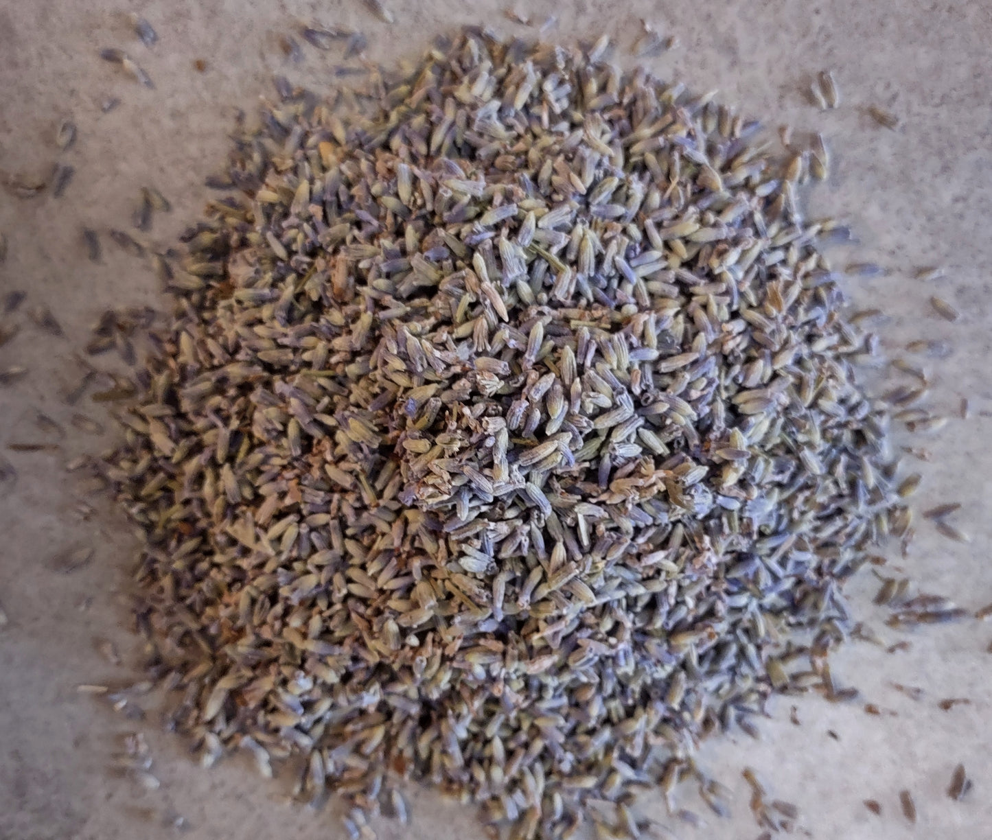 Lavender